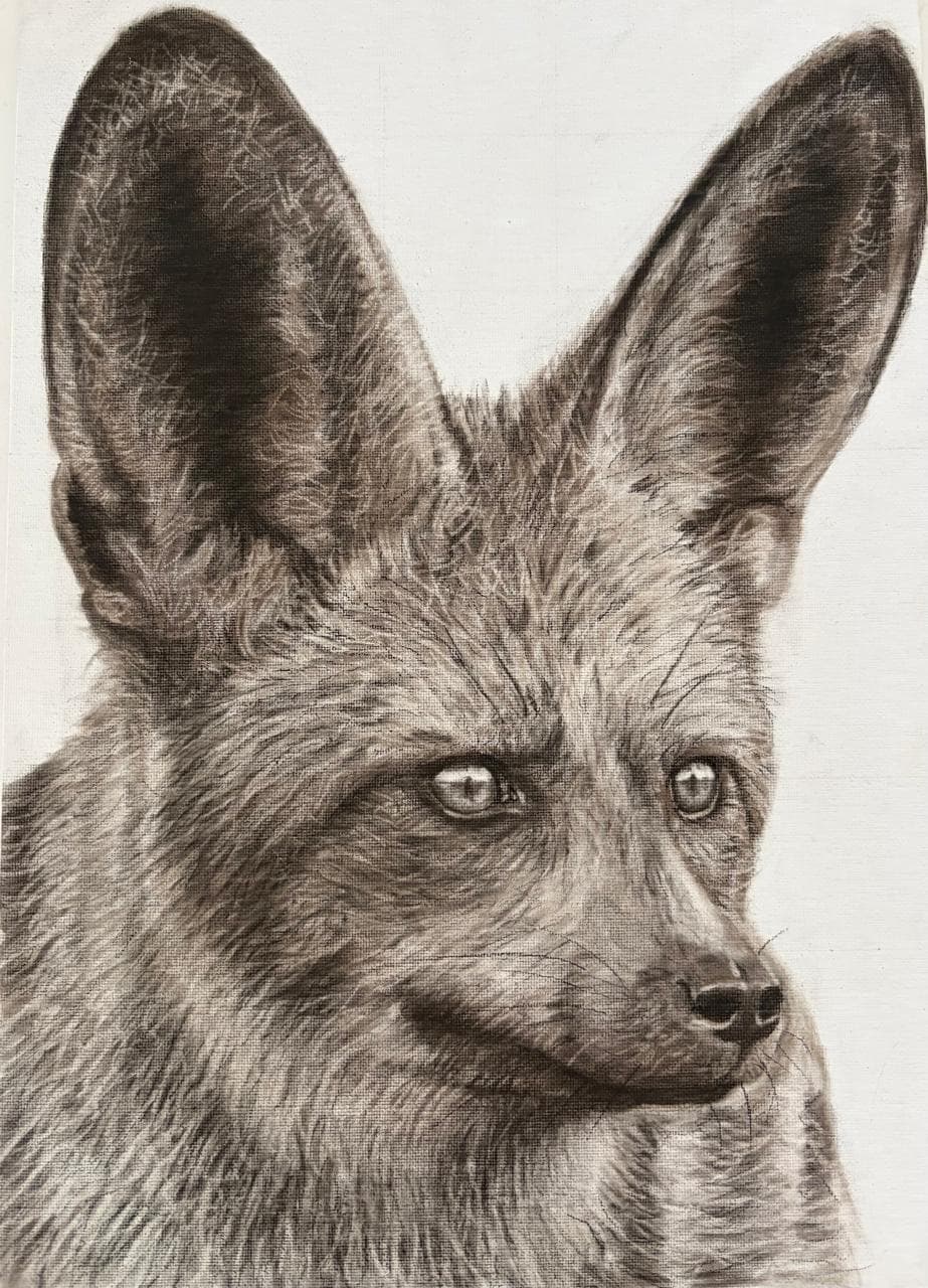 Bat-eared Fox, charcoal on canvas by Brendan McCarthy