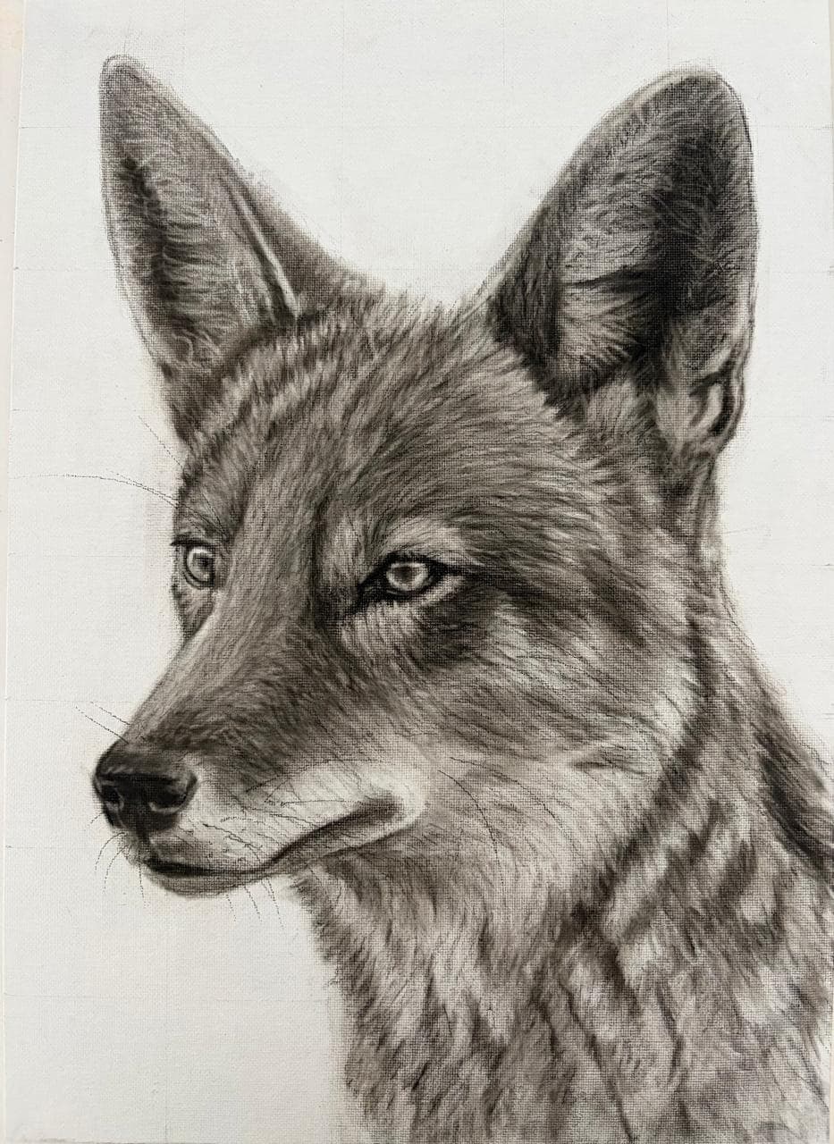 Jackal, charcoal on canvas by Brendan McCarthy